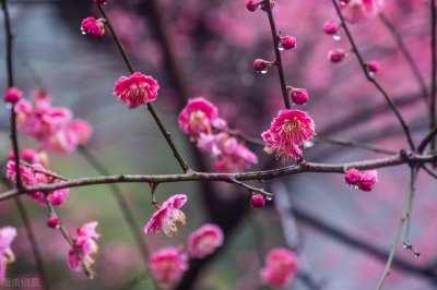 ​梅花的句子唯美诗句（35句关于梅花的诗句 精选）